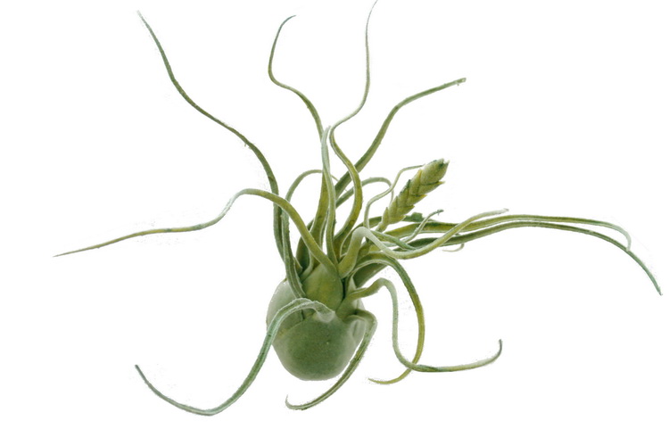 Plant-Tilandsia Tilandsia vert ca. 25cm
