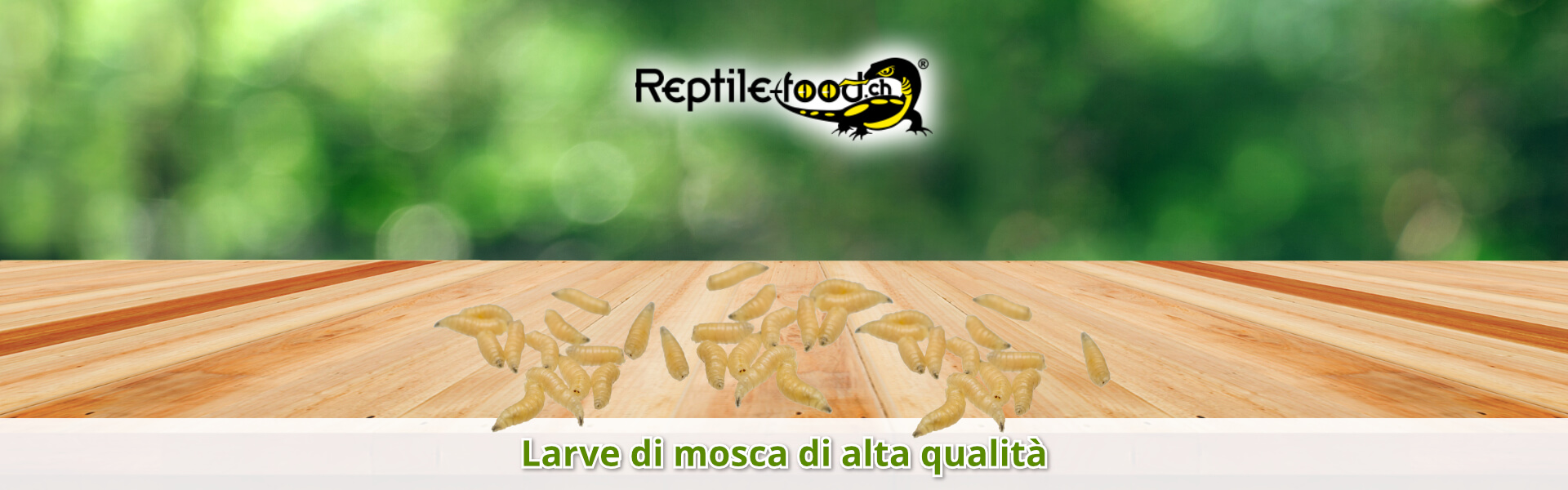 Larve di mosca di alta qualità