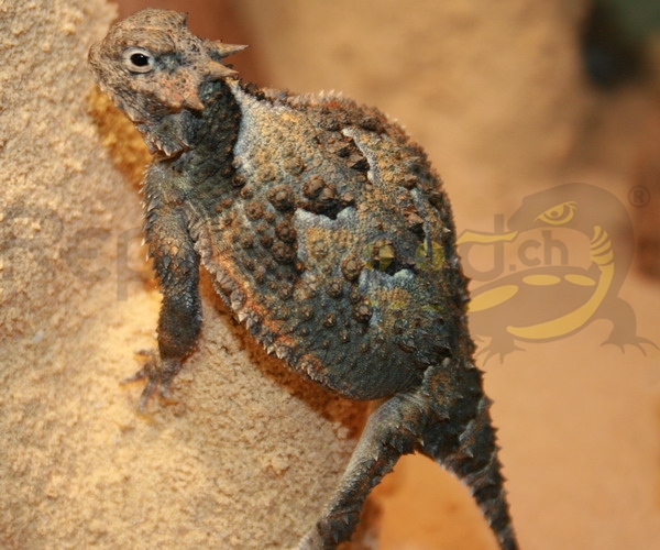 phrynosomaplathyrhinos Lézard crapaud du désert