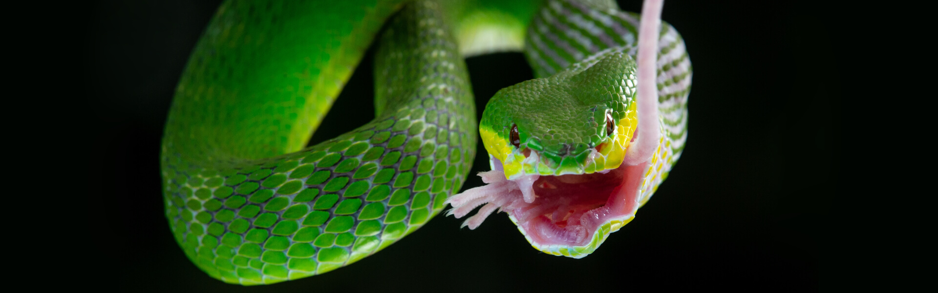 Schlangenfutter