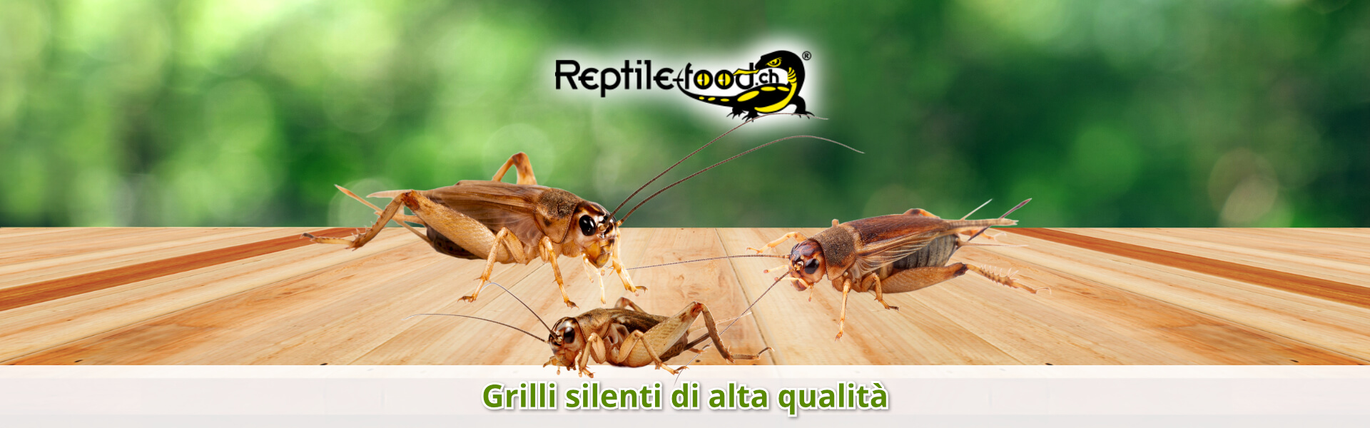 Grilli silenti di alta qualità Grilli silenti di alta qualità