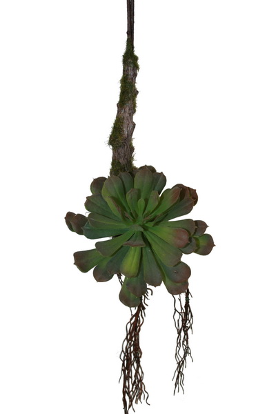 Hanging-Aenium-Branch-Green-Web Hängender Aeonium Ast Grün ca. 65cm