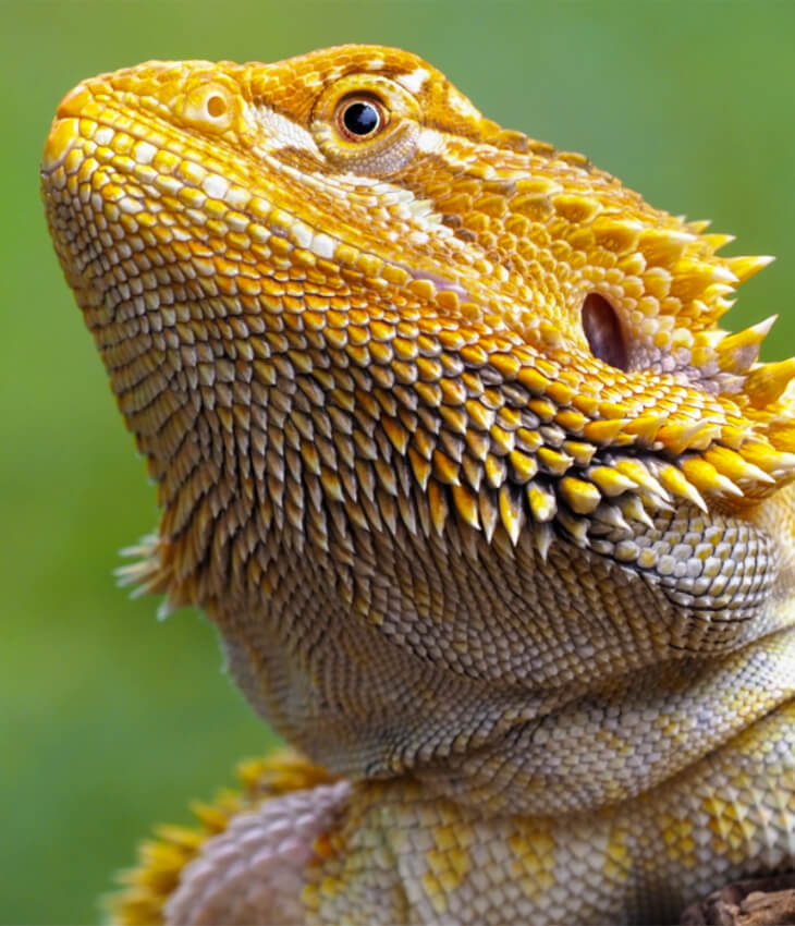 Cibo per draghi barbuti