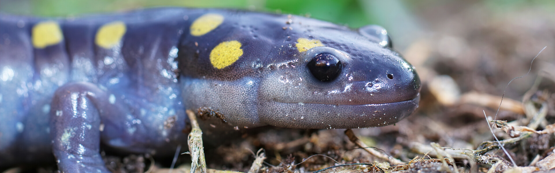 Salamanderfutter Salamanderfutter