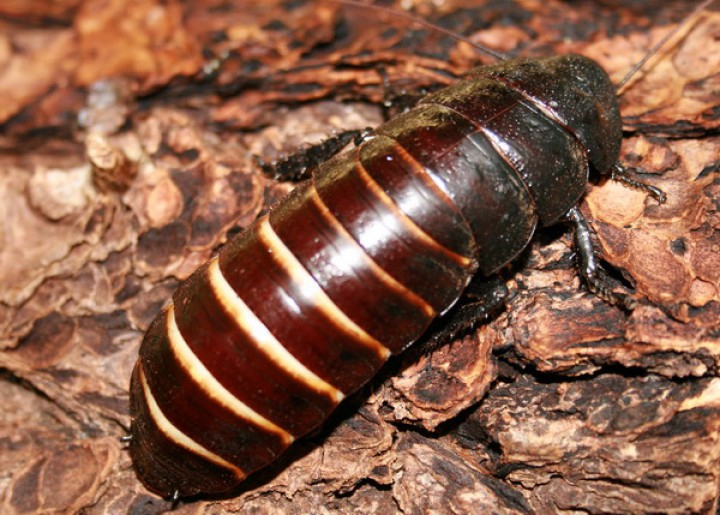 Blatte de Madagascar Blatte de Madagascar