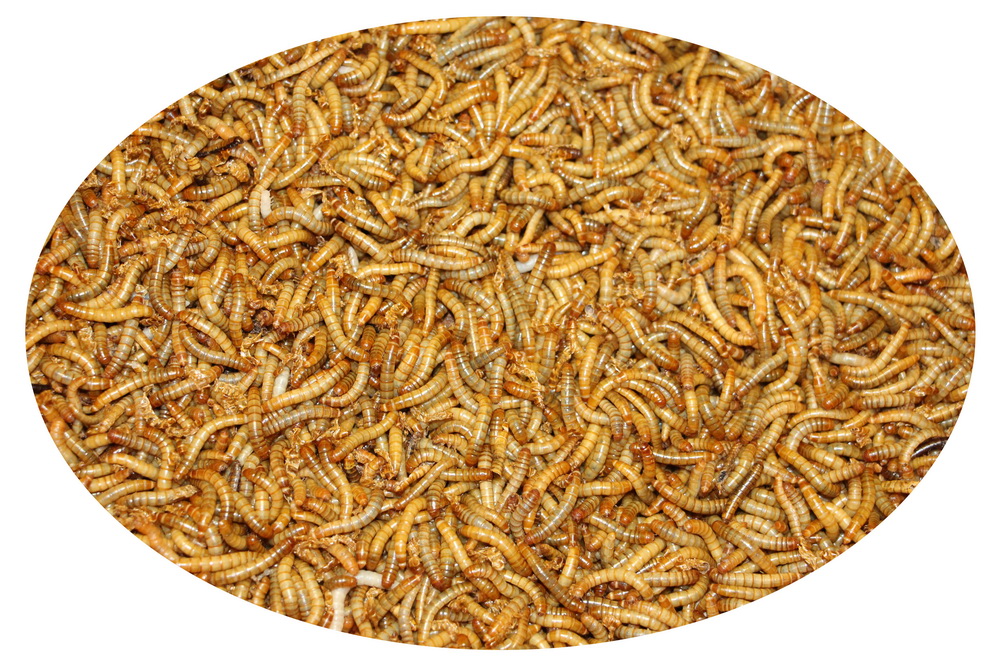 Mehlwürmer Mehlwürmer