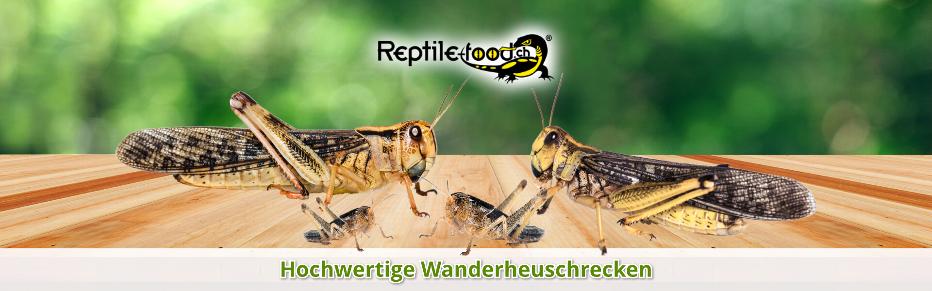 Wanderheuschrecken als Futtertiere / Futterinsekten