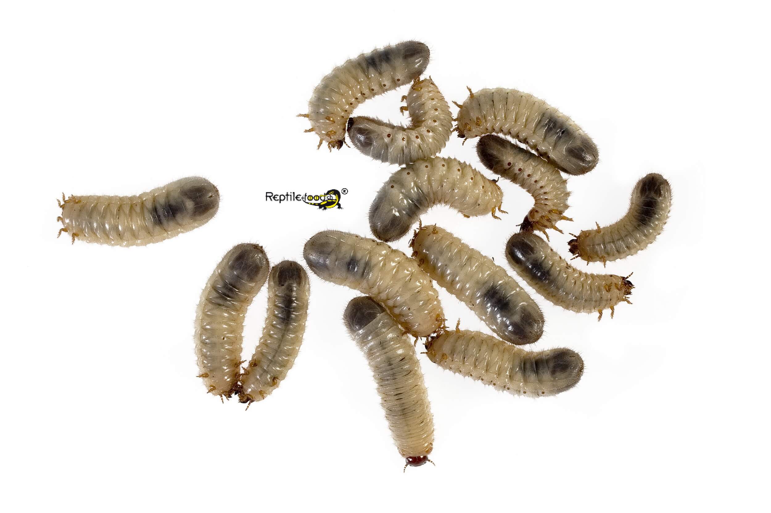 Rosenk-ferlarvenGroupLogo Larve di cetonie