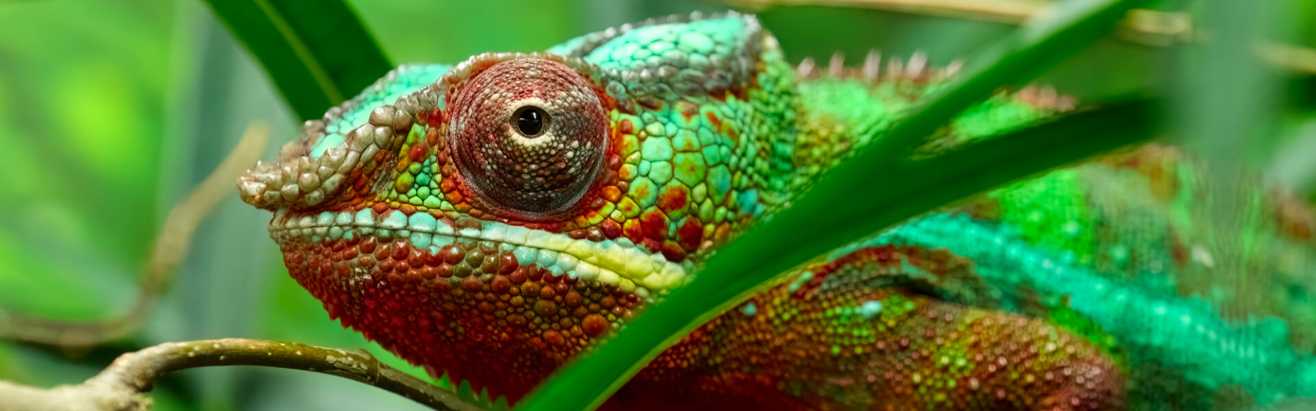 Chamäleonfutter Chamäleonfutter