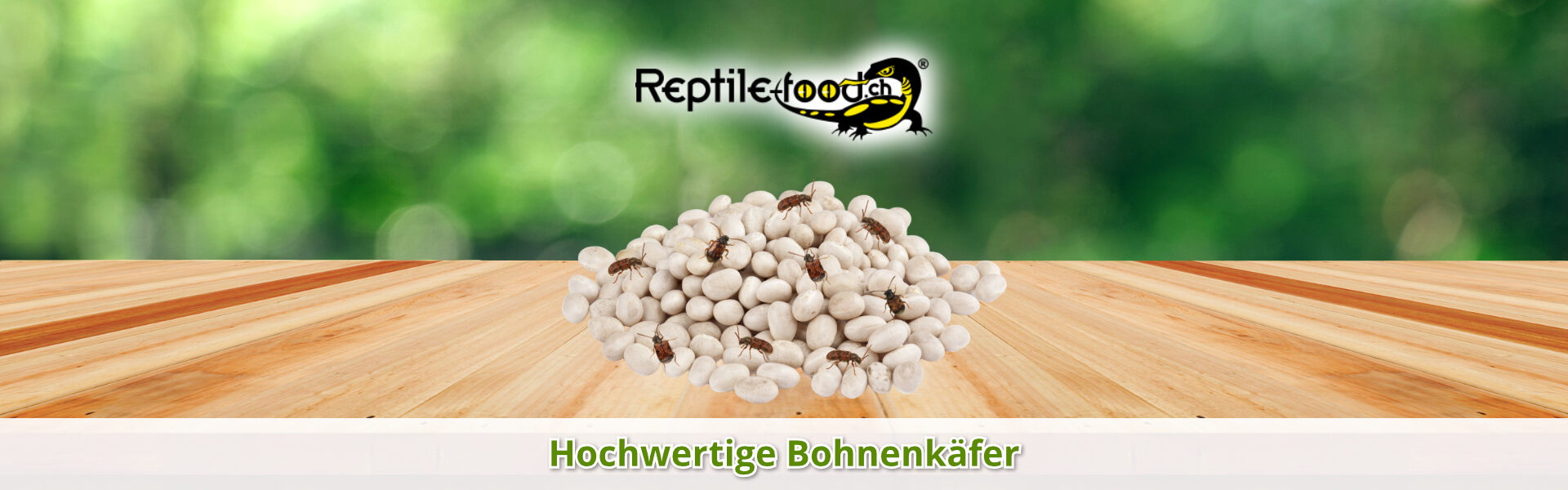 Bohnenkäfer als Futterinsekten Bohnenkäfer als Futterinsekten
