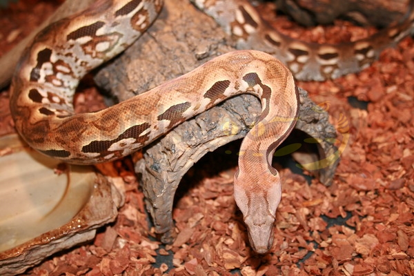 Boa terricolo del Madagascar