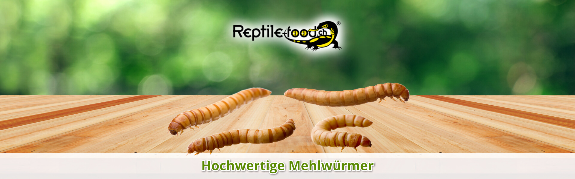 Riesen- / Mehlwürmer als Futtertiere / Futterinsekten