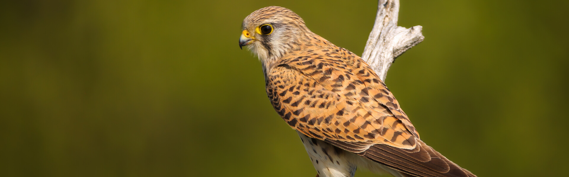 Vogelfutter Vogelfutter