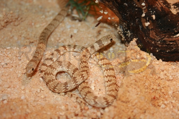 eireniscoronellaweb Colubro coronata