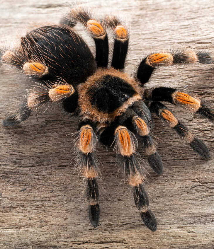 Lessico Invertebrati