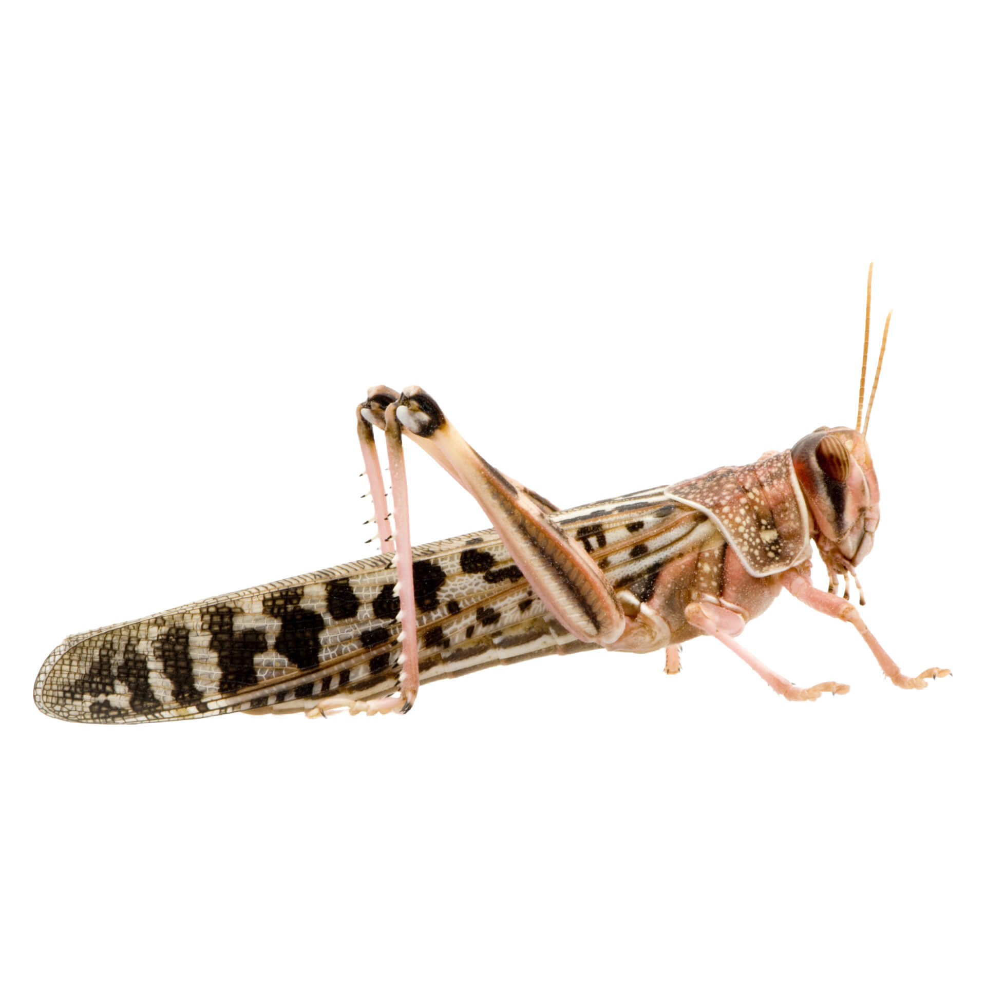 Locuste del deserto grandi