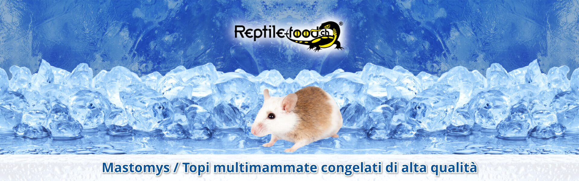 Mastomys / Topi multimammate congelati di alta qualità