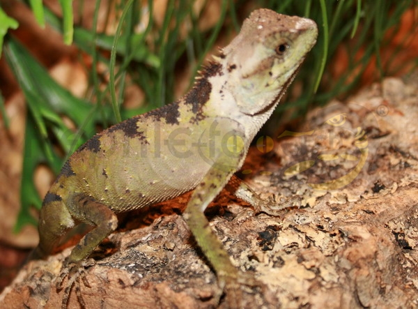 Acantosaura a scaglie lisce