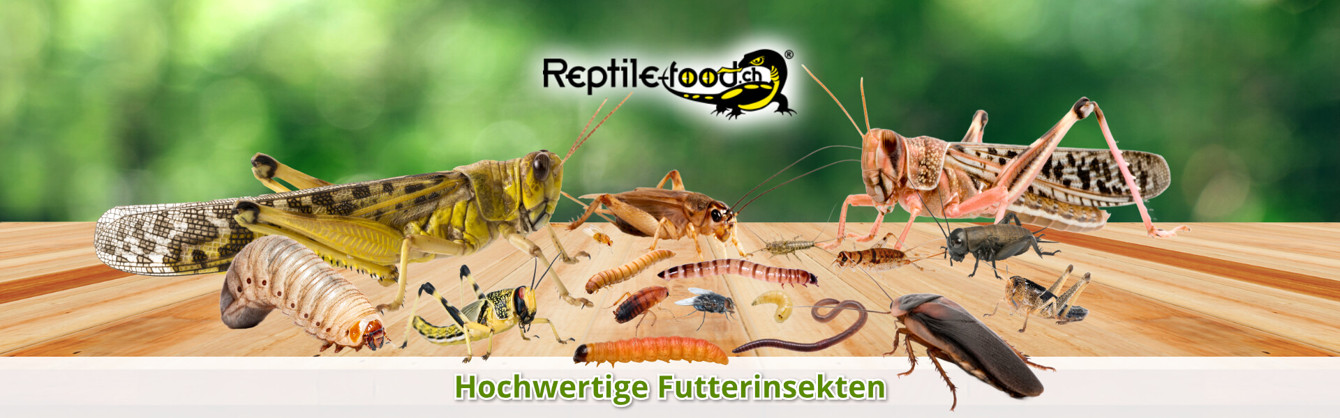 Futterinsekten / Futtertiere