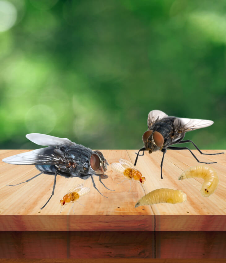 Mosche & larve