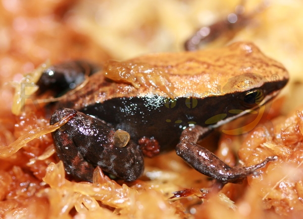 mantellabetsileon Mantella betsileo