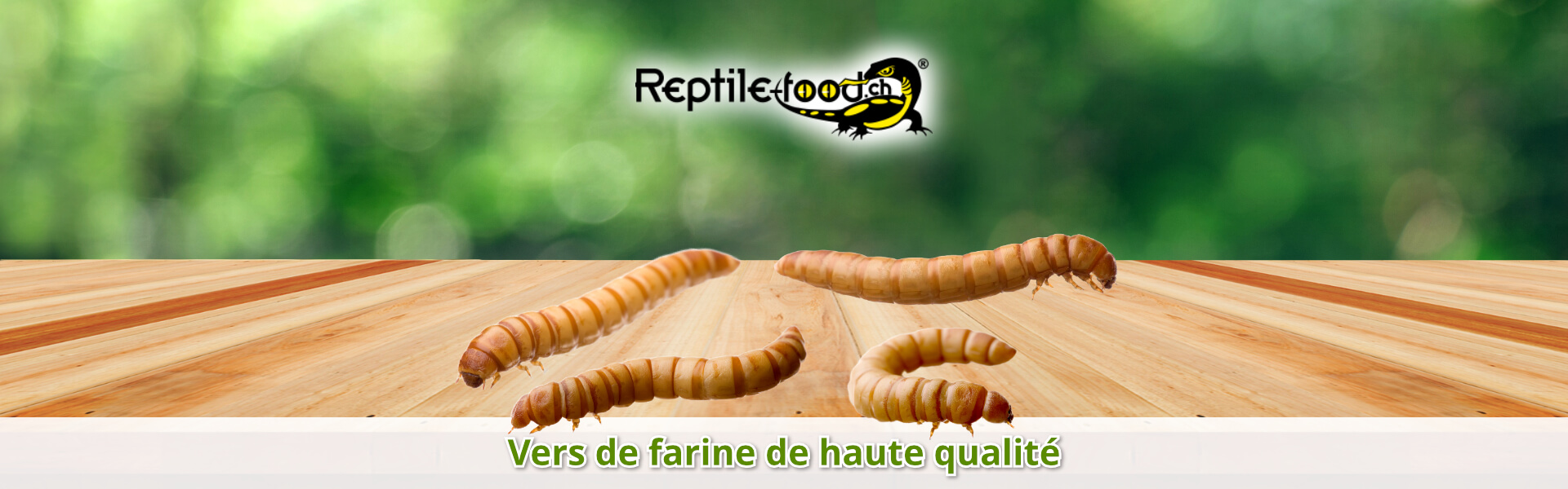 Vers de farine de haute qualité Vers de farine de haute qualité