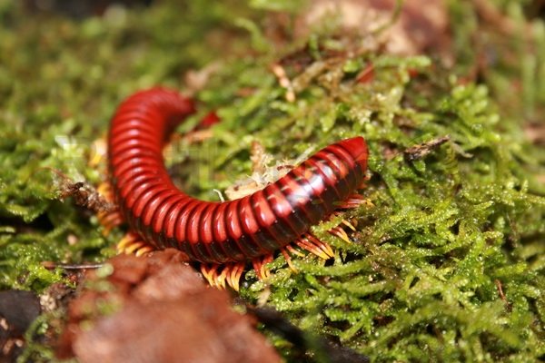 aphistogoniuluscorallipesweb Aphistogoniulus corallipes