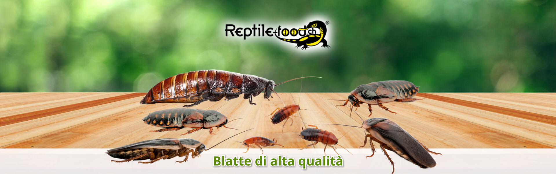 Blatte di alta qualità Blatte di alta qualità