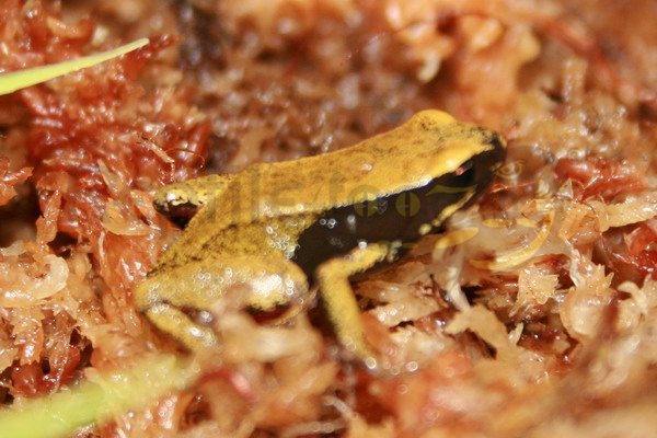 mantellacrocea Mantella crocea