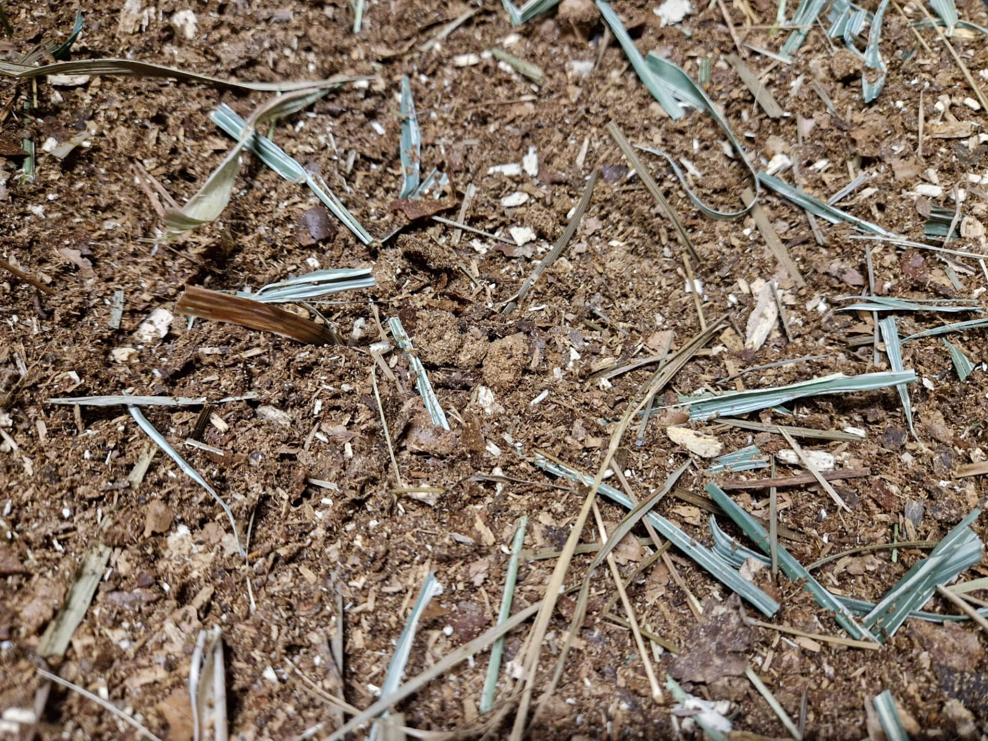 Futtersubstrat für Wirbellose Tiere