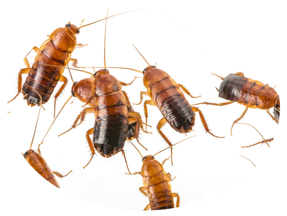 Schokoschaben Schokoschaben