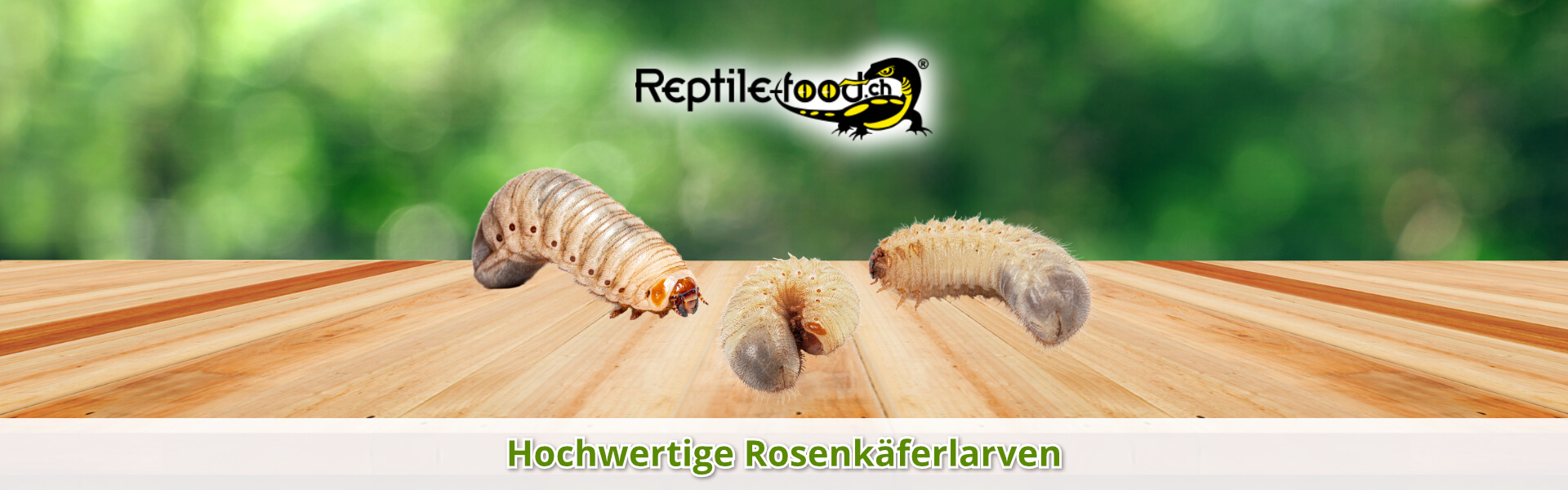 Rosenkäferlarven als Futtertiere / Futterinsekten Rosenkäferlarven als Futtertiere / Futterinsekten