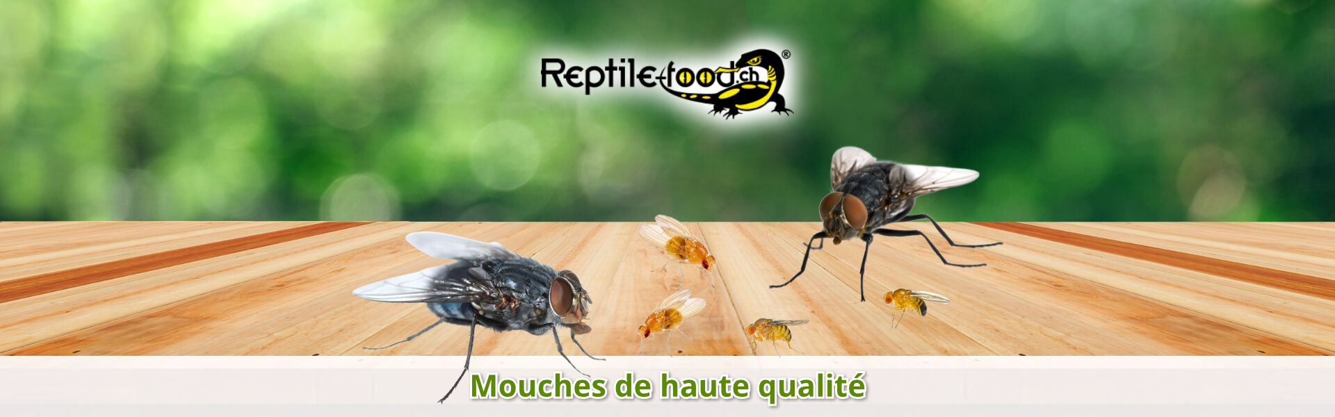 Mouches de haute qualité Mouches de haute qualité