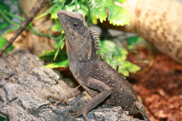 Acantosaura mascherata