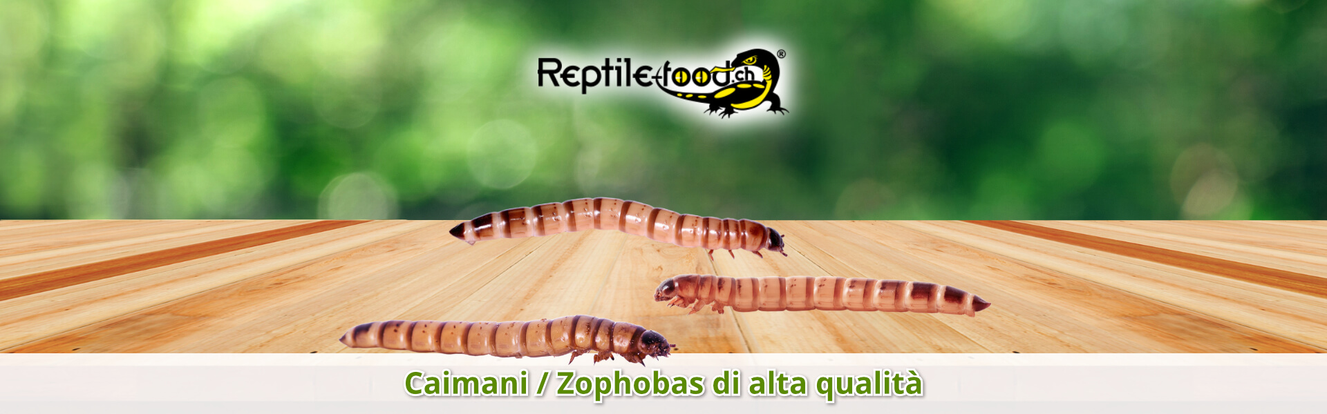 Caimani / Zophobas di alta qualità