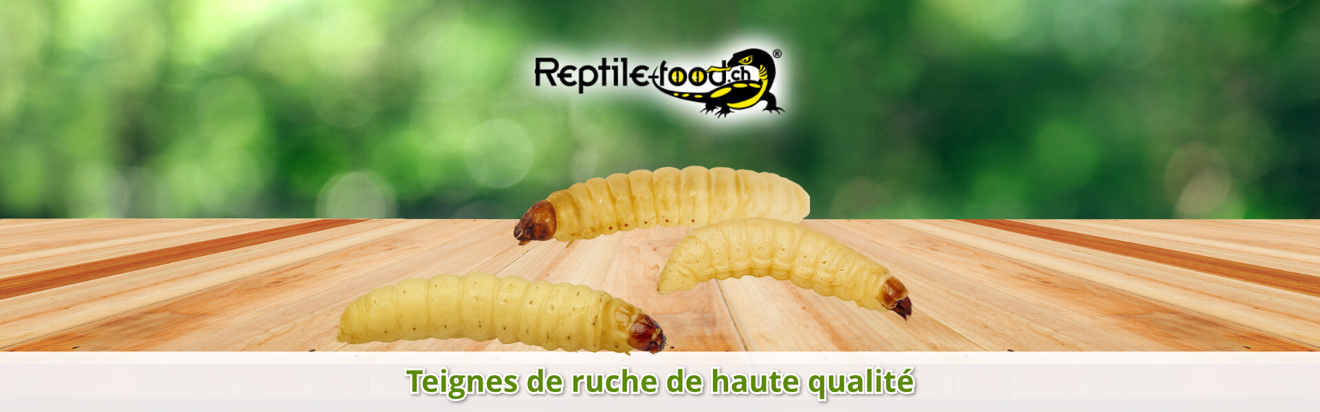 Teignes de ruche de haute qualité Teignes de ruche de haute qualité