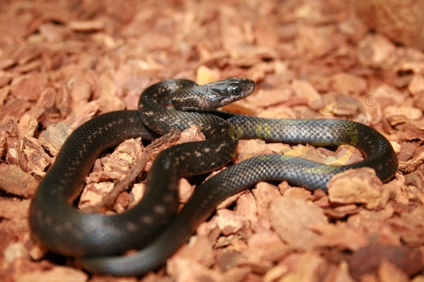 zamenispersicablack Colubro persiano