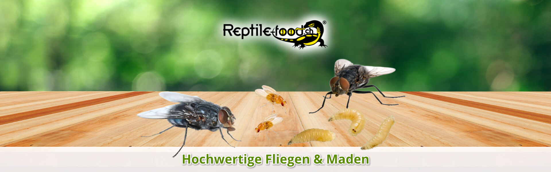 Fliegen & Maden als Futtertiere / Futterinsekten Fliegen & Maden als Futtertiere / Futterinsekten