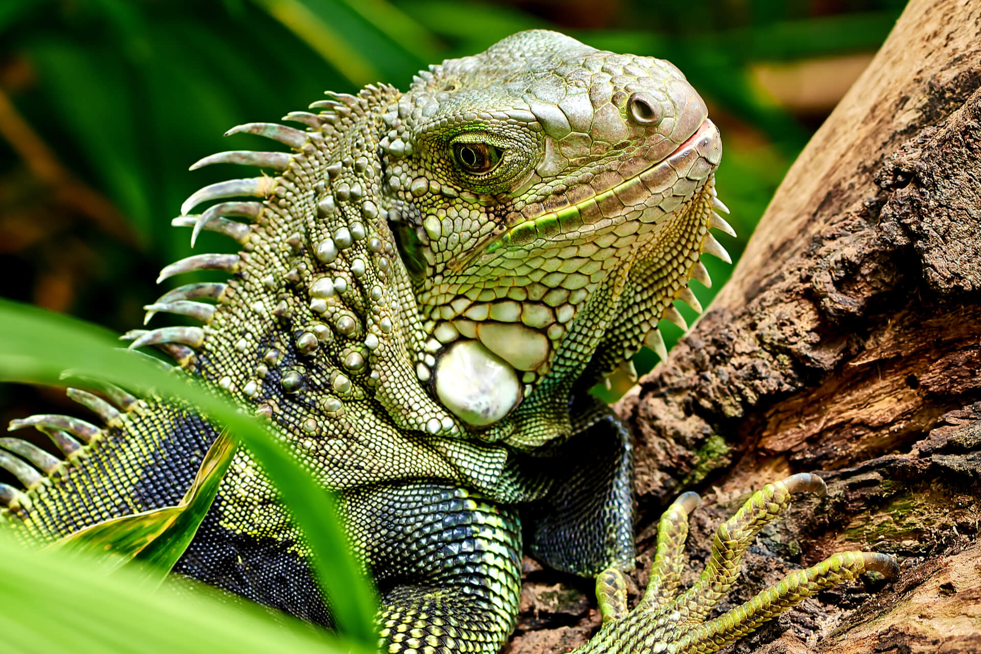 Die 6 interessantesten Reptilien der Welt Die 6 interessantesten Reptilien der Welt