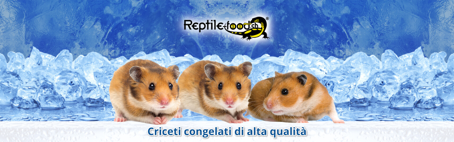 Criceti congelati di alta qualità Criceti congelati di alta qualità