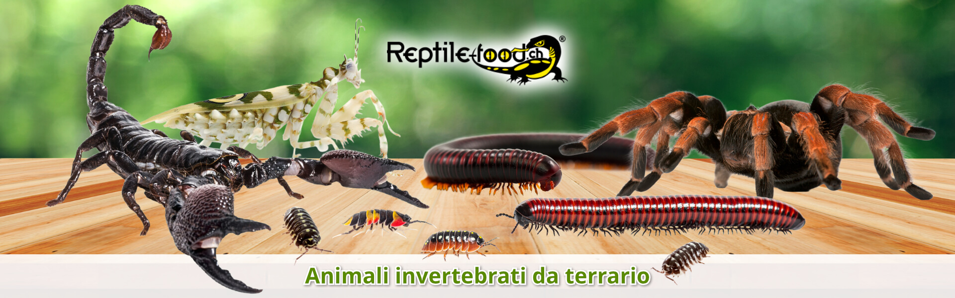 Animali da terrario Animali da terrario
