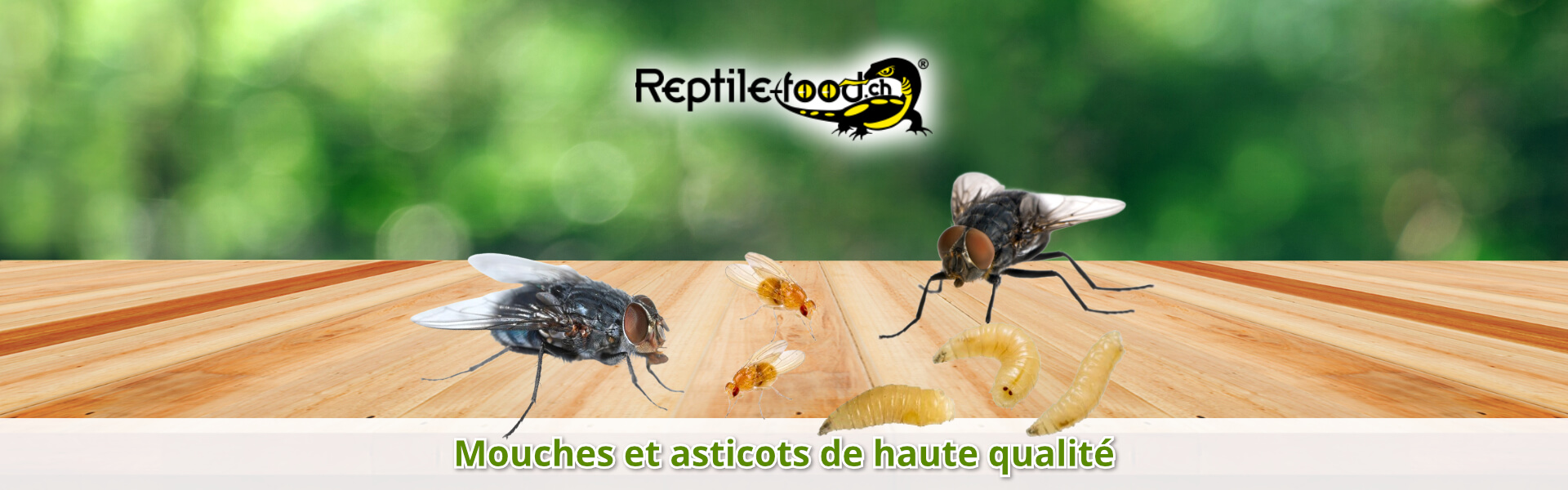 Mouches et asticots de haute qualité Mouches et asticots de haute qualité