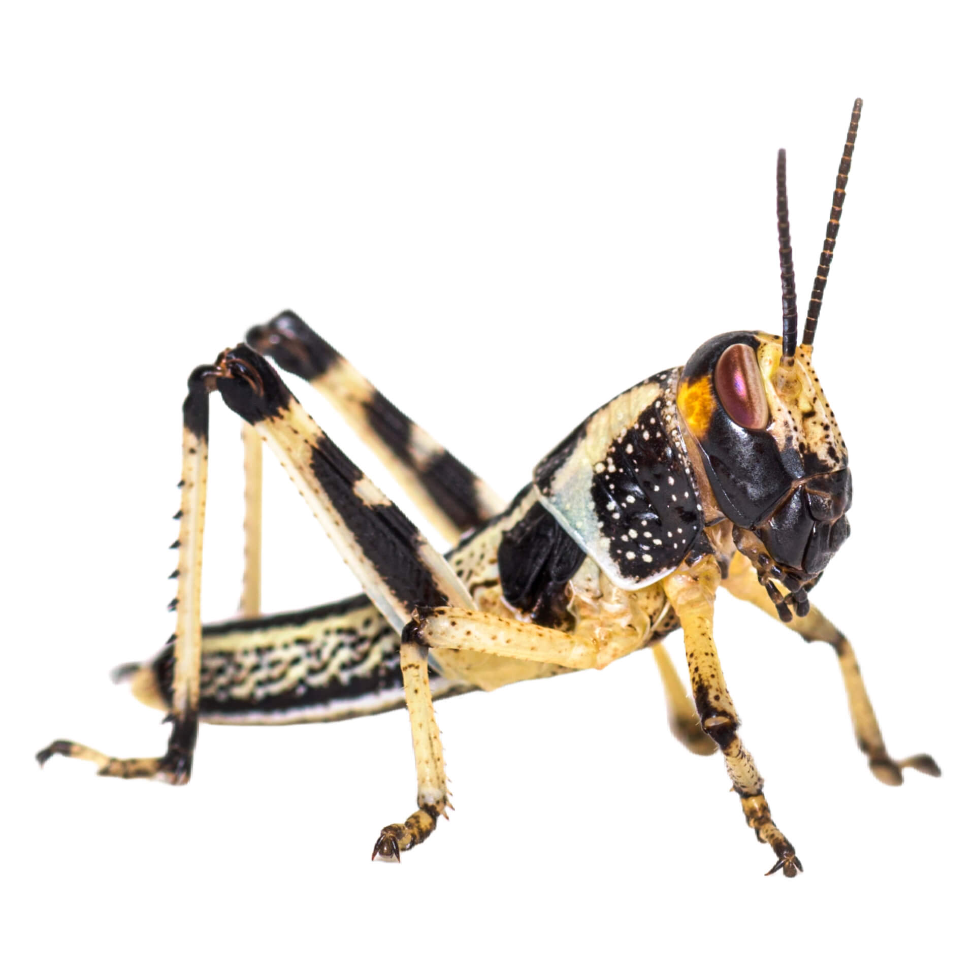 Locuste del deserto piccole Locuste del deserto piccole