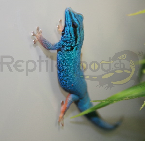 lygodactyluswilliamsi Blauer Zwergtaggecko