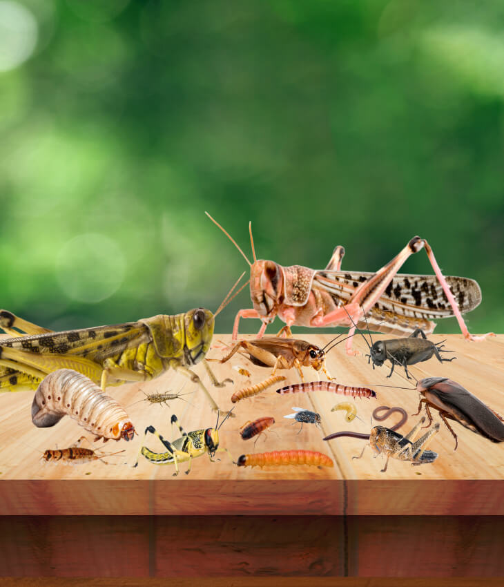 Futtertiere / Futterinsekten