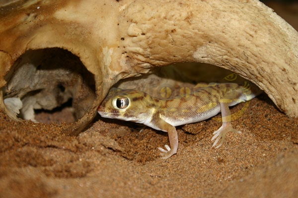 Gecko miraculeux nain