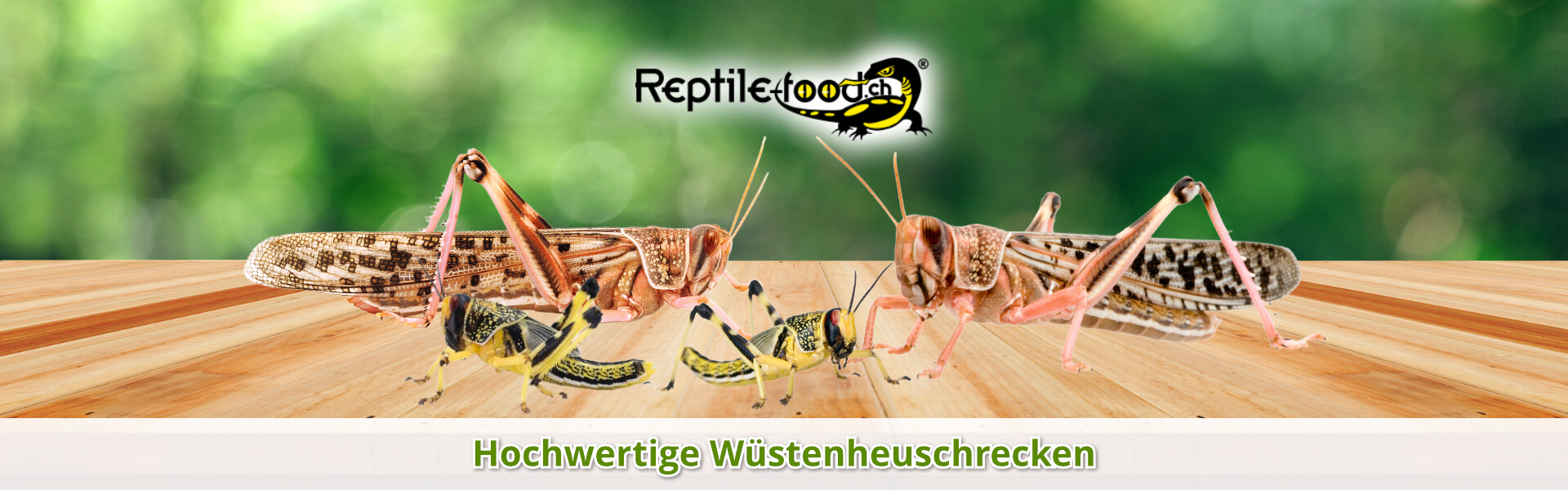Wüstenheuschrecken als Futtertiere / Futterinsekten