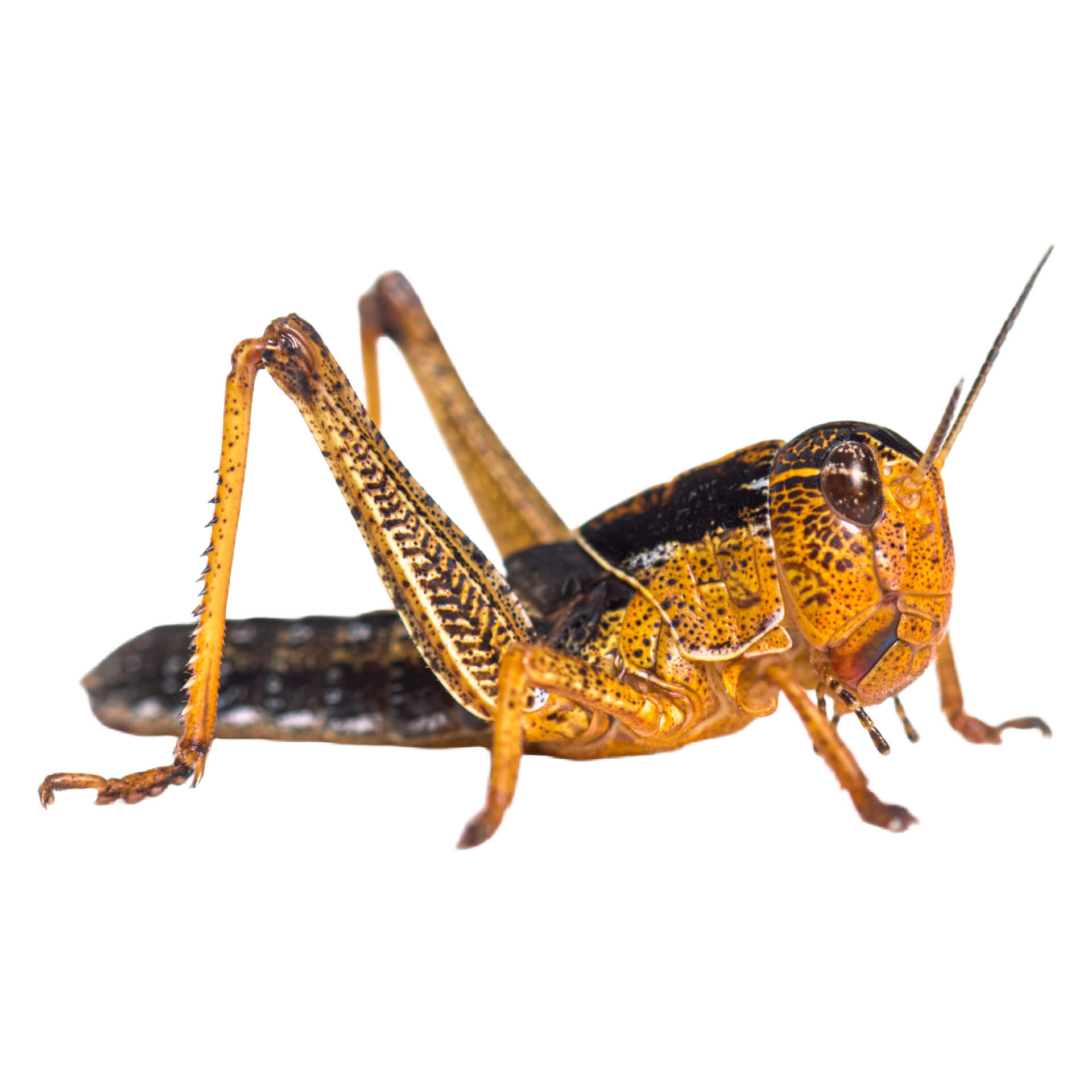 Locuste migratorie piccole Locuste migratorie piccole