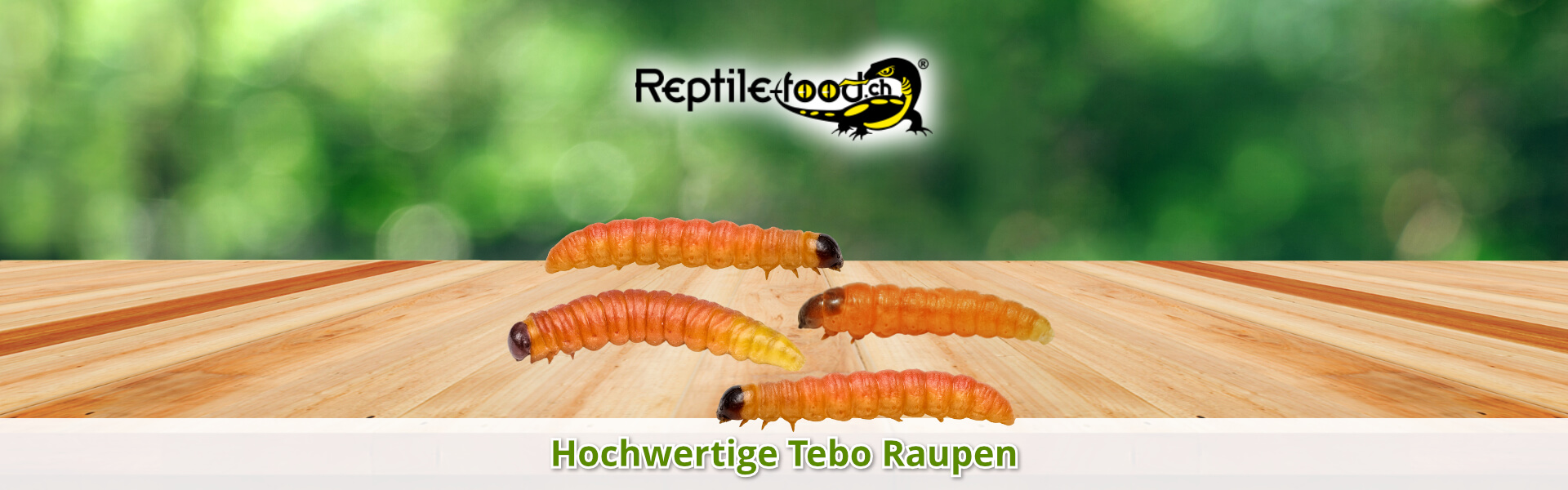 Tebo Raupen als Futterinsekten