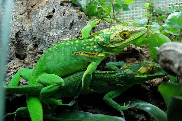 anolis_baracoae Anolide gigante di Baracoa